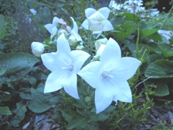 2011-d-25-1.JPG